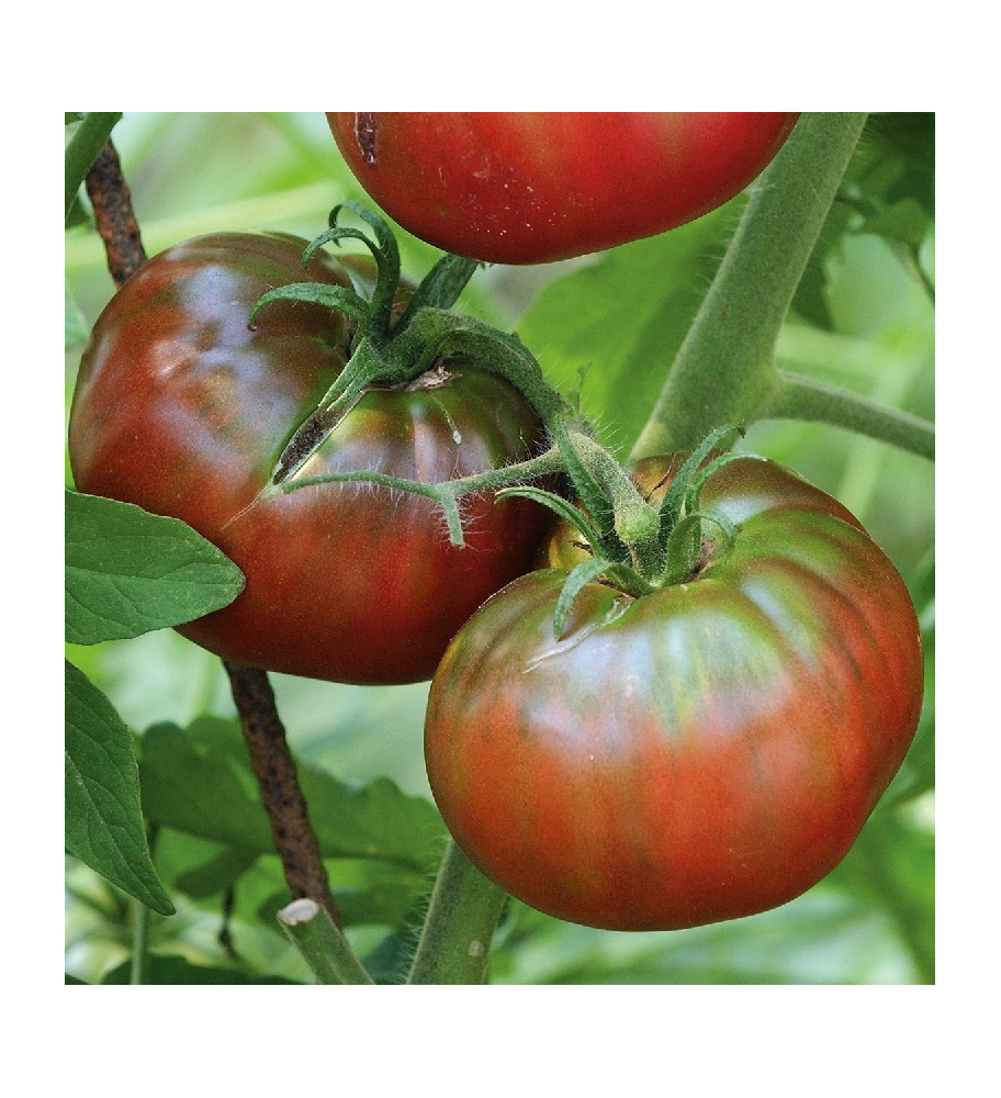 Plantón Tomate Negro (10 Unidades)_0