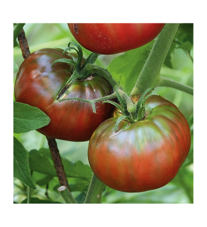 Plantón Tomate Negro (10 Unidades)_0