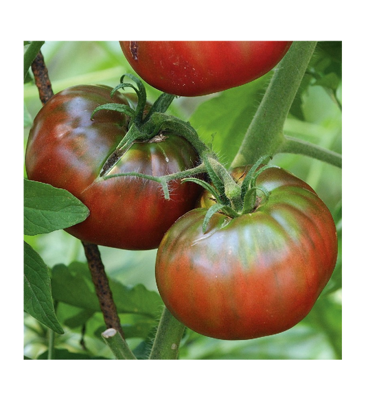 Plantón Tomate Negro (10 Unidades)_0