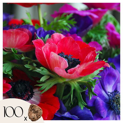 Anemone Coronaria - 100 Pzs - Anemoon De Caen - Bulbos De Flores_0