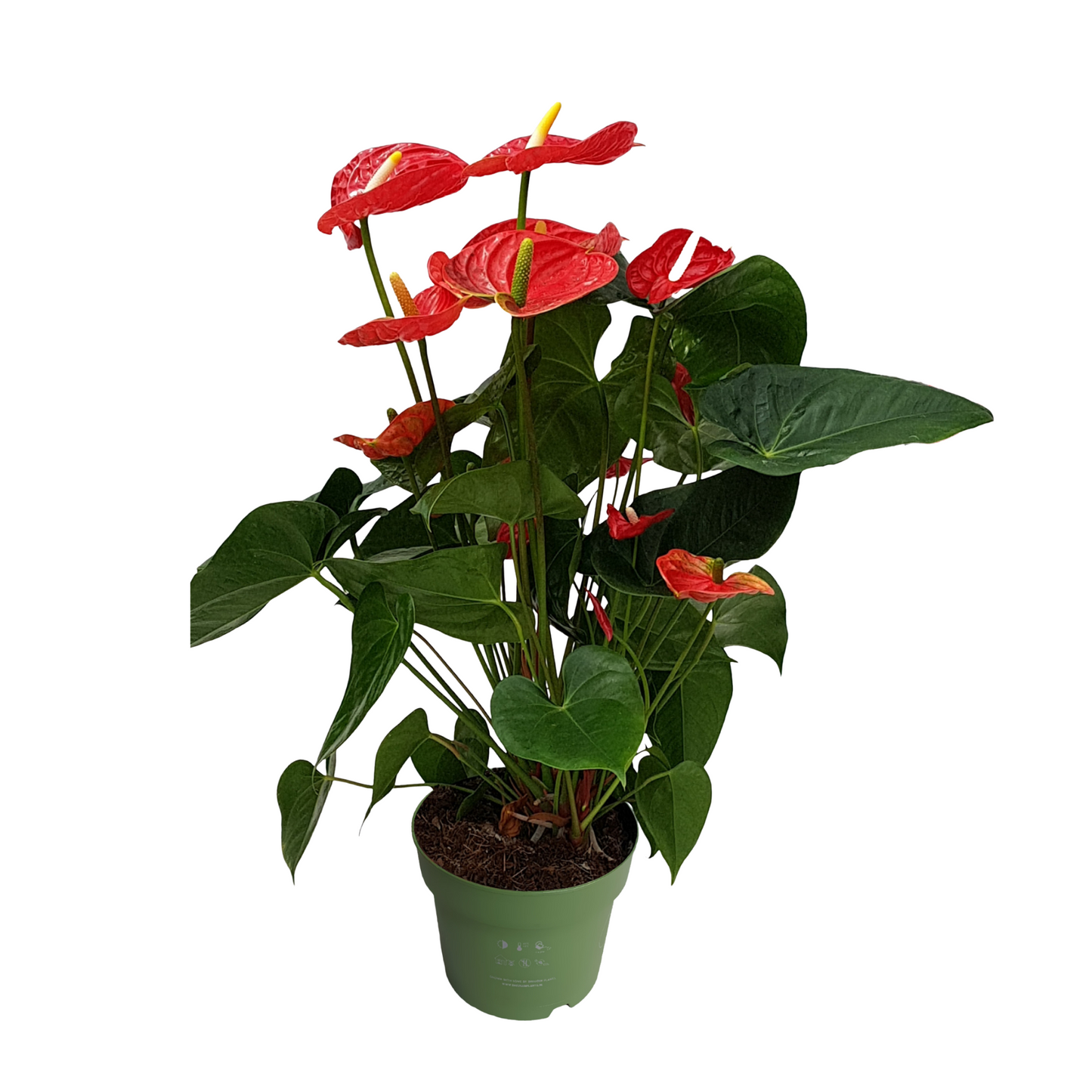 Anturio - Anthurium 'madural Red' - Altura 55-70cm - Ø17cm
