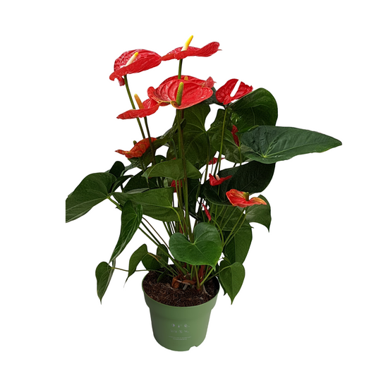 Anturio - Anthurium 'madural Red' - Altura 55-70cm - Ø17cm