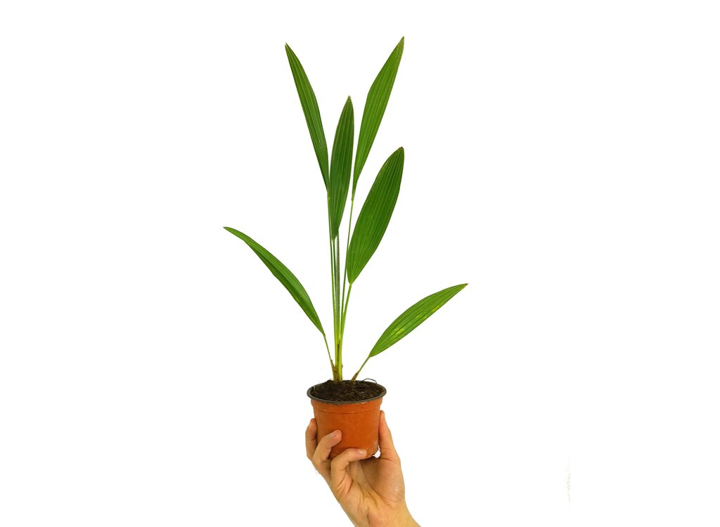 Phoenix Canariensis M12_0