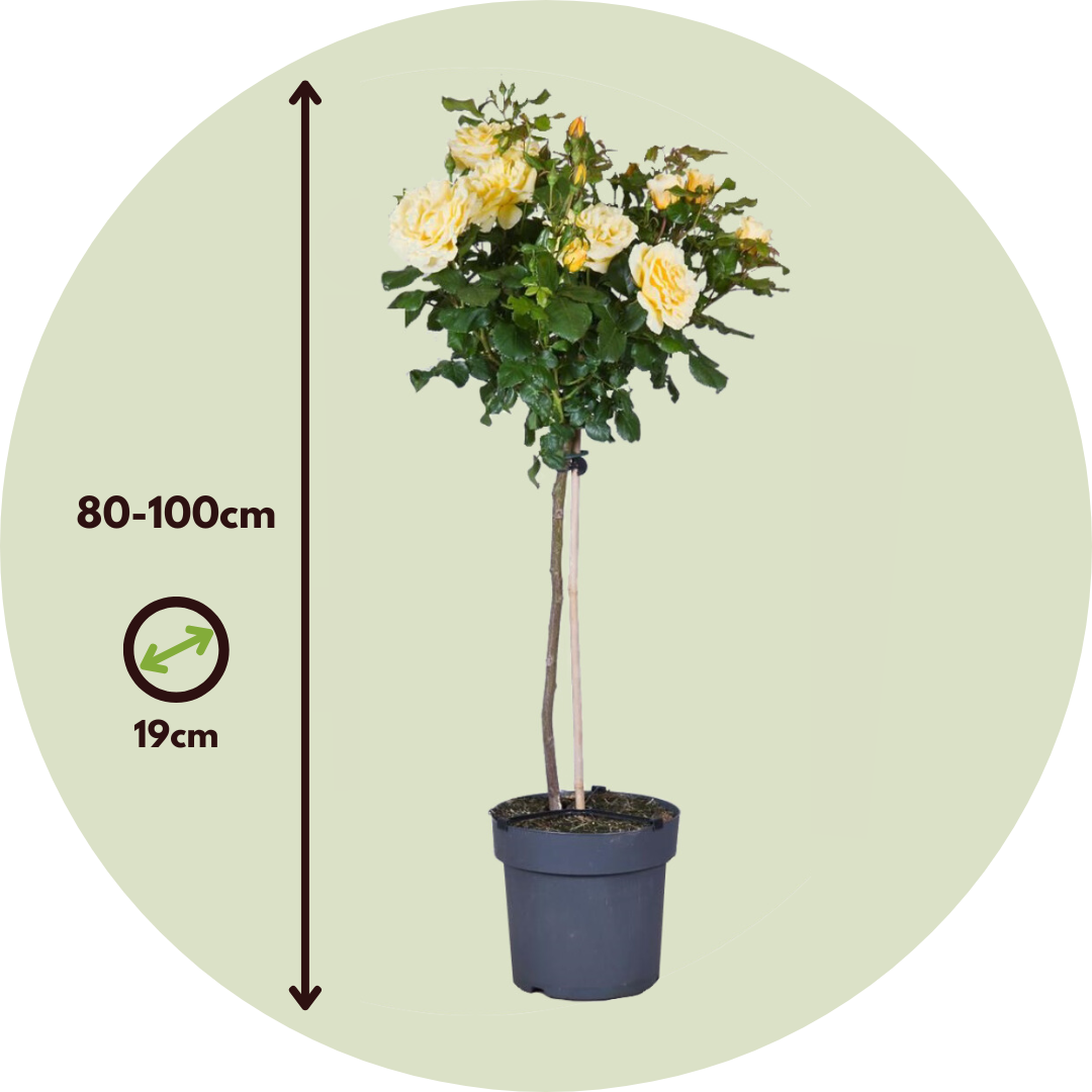 Rosa De Tallo - 2 Pzs - Rosa Palace ‘mysore’ - Altura 80-100cm - ⌀19cm_2