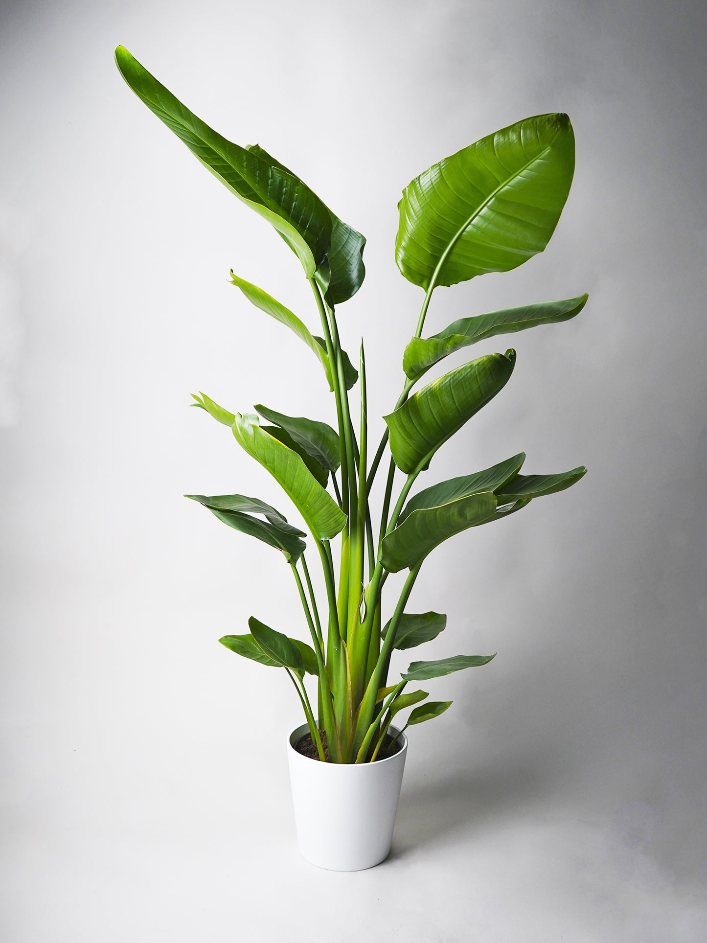 Strelitzia O Ave Del Paraíso | Altura  80cm - Maceta 17cm