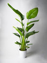 Strelitzia O Ave Del Paraíso | Altura  80cm - Maceta 17cm