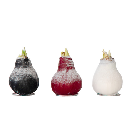 Amarilis - Hippeastrum 'wax Snow Mix' - Bulbo De Flor - Rojo