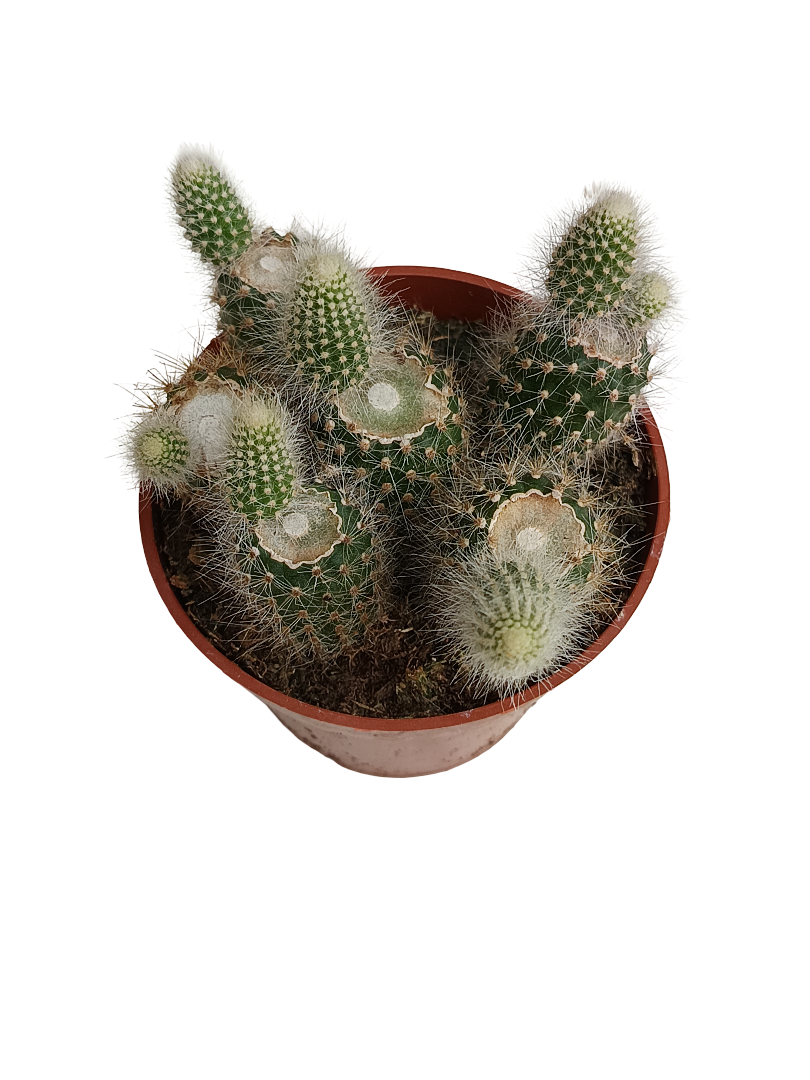Cactus Cola De Mono Hildewintheria Colademonis Colgante Ø8