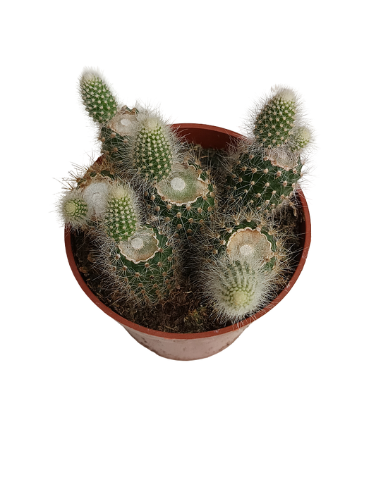 Cactus Cola De Mono Hildewintheria Colademonis Colgante Ø8