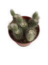 Cactus Cola De Mono Hildewintheria Colademonis Colgante Ø8