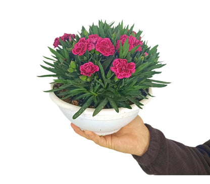 Clavel Carnelia T20_0