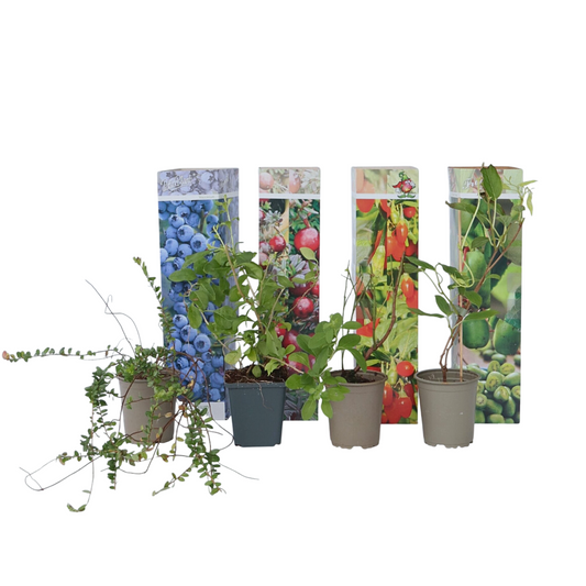 Mezcla Para Batidos - 4 Pzs - Actinidia Vaccinium Lycium - A25-40cm - ⌀9cm