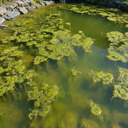Pack Plantas Oxigenantes 500-1.250l - Agua Clara_1
