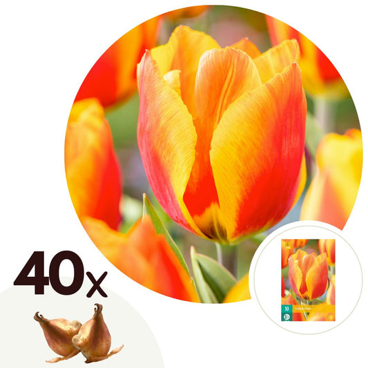 Bulbos De Tulipán - 40 Pzs - Tulipa 'flair' - Bulbos De Flores - Blanco_0