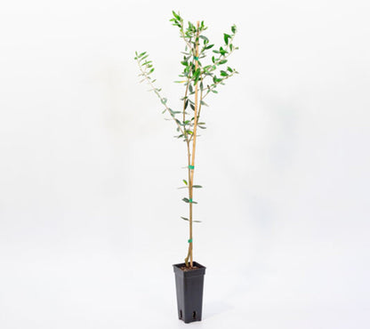 Olivo Manzanillo - Plantón 1 Metro - Aceituna Manzanilla - Planta Viva_1