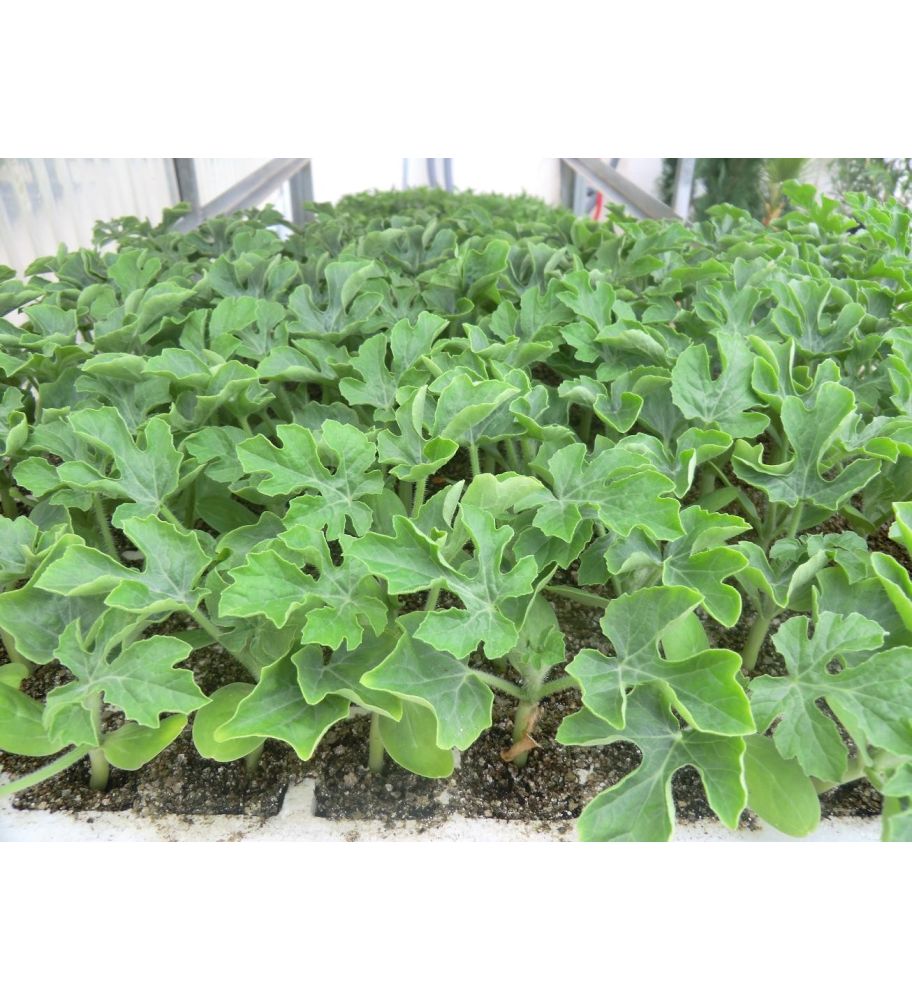 Plantón Sandia Negra (10 Unidades)_1