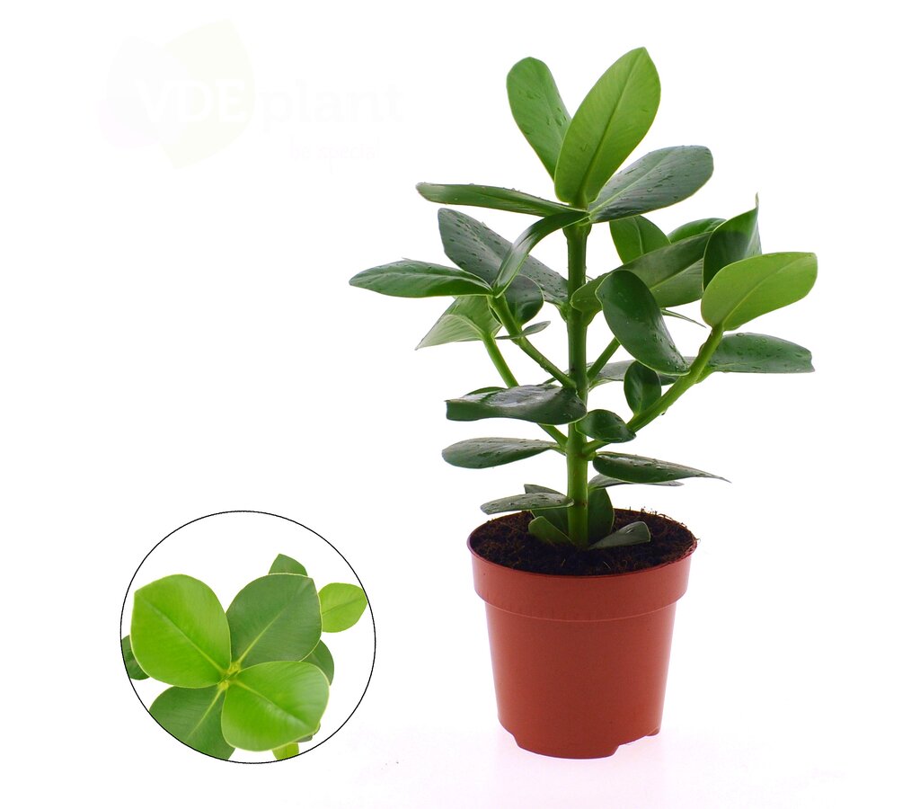 Clusia Rosea M12 30cm_0
