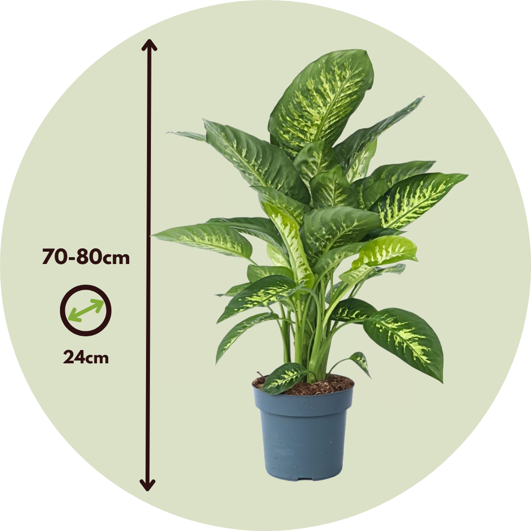 Trópico - Dieffenbachia 'tropic' - Altura 70-80cm - ⌀24cm_2