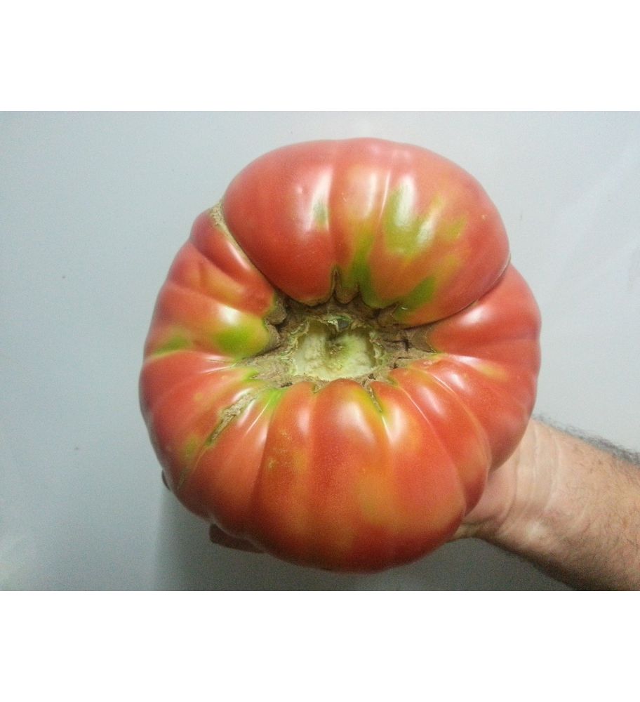 Plantón Tomate Gordon Autóctono (10 Unidades)_0