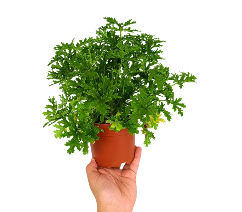 Pelargonium Graveolens M12 30cm_0