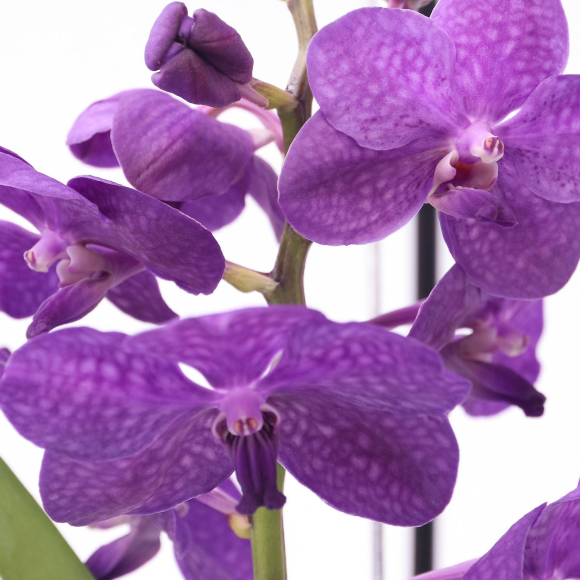 Orquídea Vanda - Vanda 'blue' - Altura 40-50cm - ⌀14cm