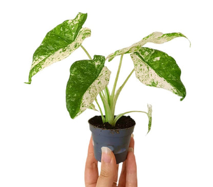 Alocasia Macrorrhiza Camuflaje M6_0