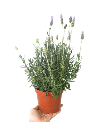 Pack 10 Unidades De Aromáticas