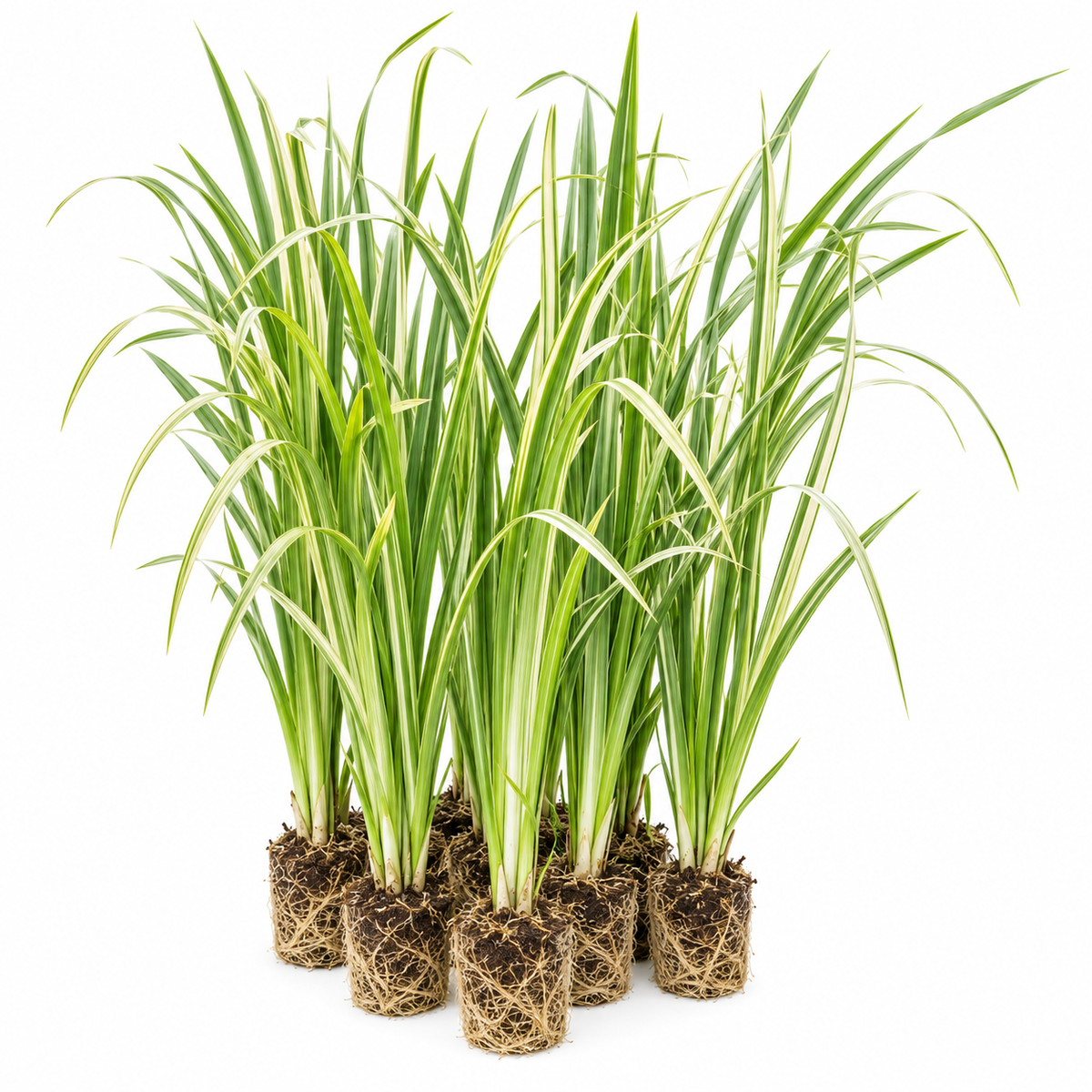 Ácoro - Acorus Calamus - 12 Plantas_0