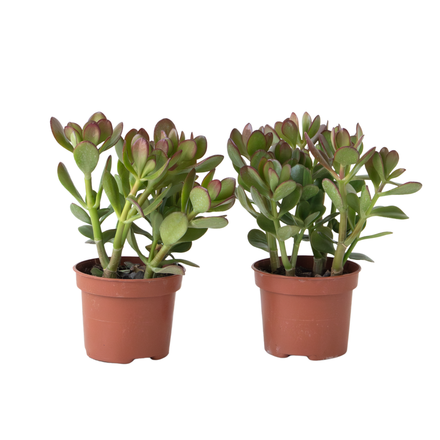 Árbol De La Suerte - Set 2 - Crassula Ovata - Altura 15-25cm - Ø12cm