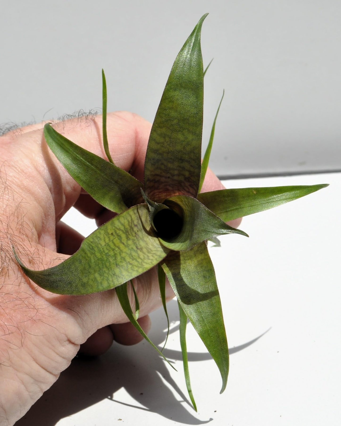 Vriesea 'Tropical Day' [mini]; bromelia tropical; Curiosarium; altura 10-12 cm, diámetro 12 cm, sin sustrato_1