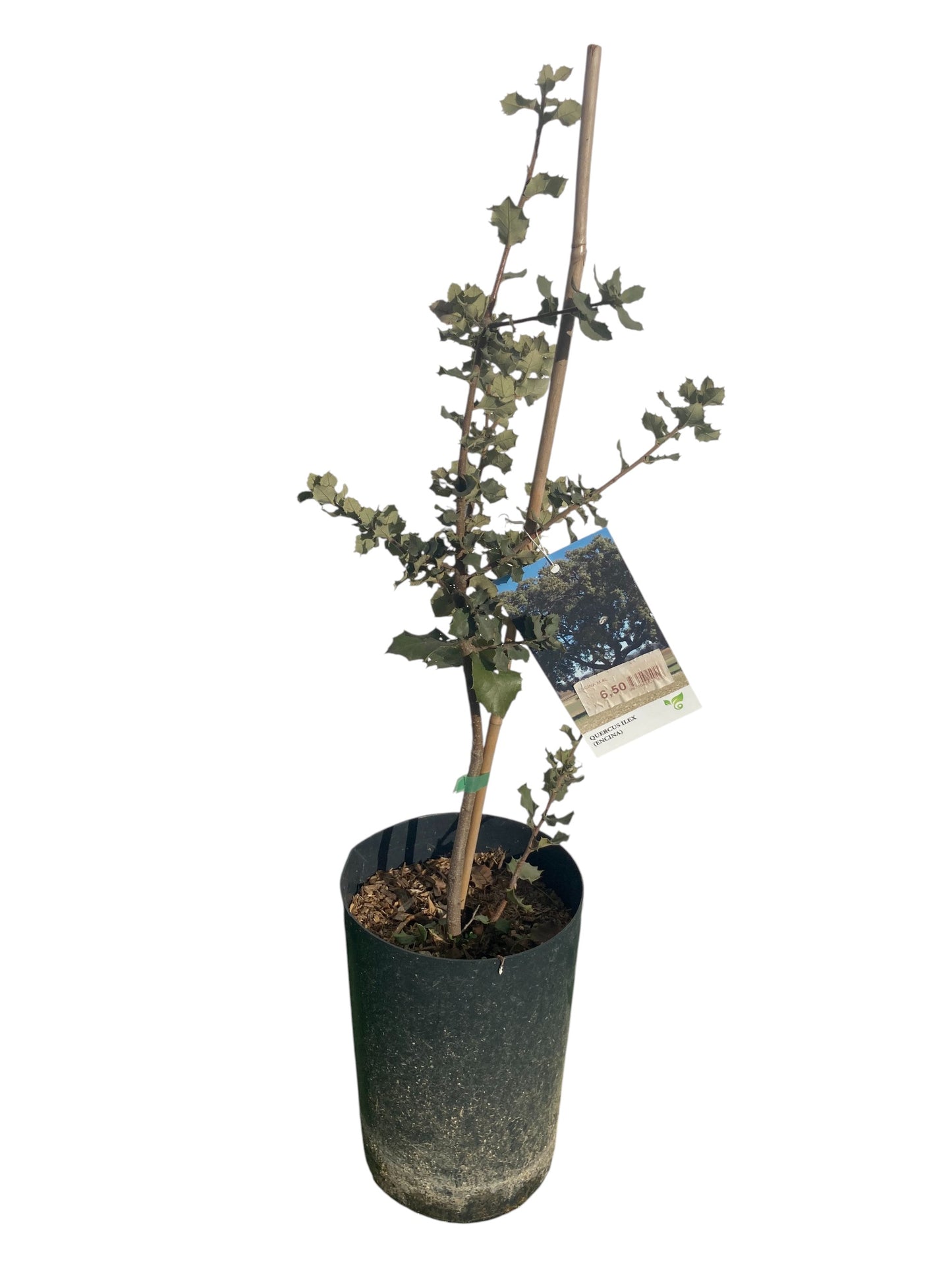 Encina Quercus Ilex 50cm_0