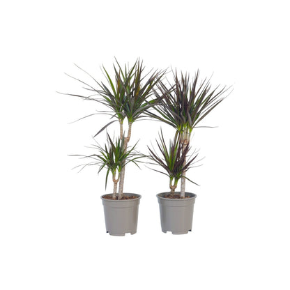 Drácena - 2 Pzs - Dracaena Marginata - Altura 70-80cm - ⌀17cm