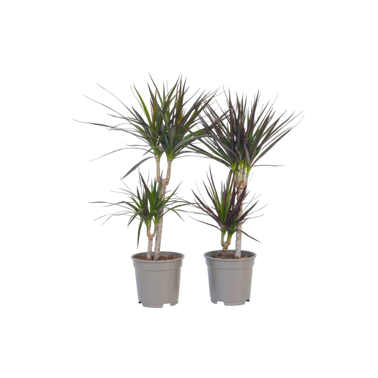 Drácena - 2 Pzs - Dracaena Marginata - Altura 70-80cm - ⌀17cm_0