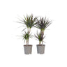 Drácena - 2 Pzs - Dracaena Marginata - Altura 70-80cm - ⌀17cm