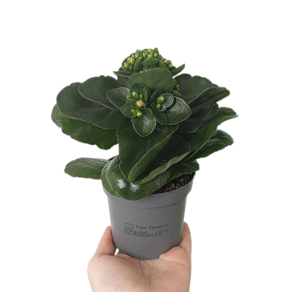 Kalanchoe Blossfeldiano Doble M8_0