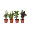 Plantas Faciles - 4 Pzs - Altura 25-40cm - ⌀12cm