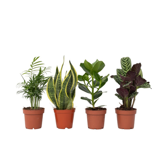 Plantas Faciles - 4 Pzs - Altura 25-40cm - ⌀12cm_0
