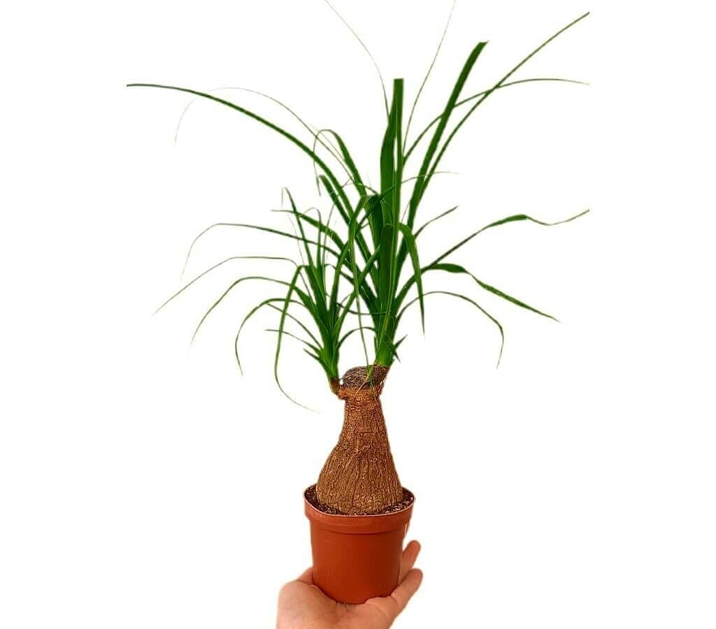 Beaucarnea Recurvata M9_0