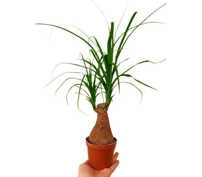 Beaucarnea Recurvata M9_0