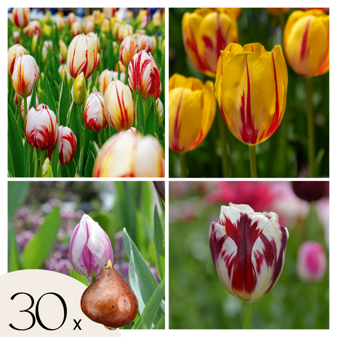 Bulbos De Tulipán - 30 Pzs - Tulipa 'flaming Beauty Mix' - Bulbos De Flores_0