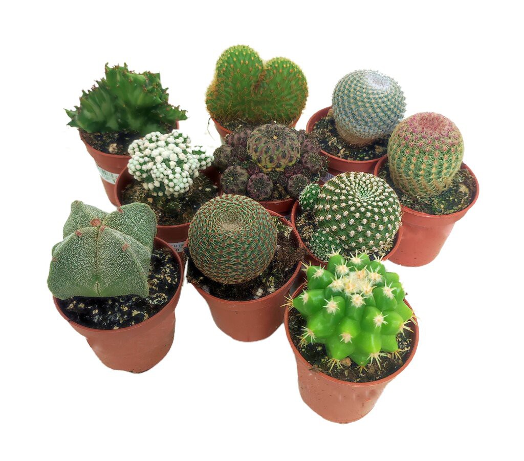 Planta Natural Pack 10 Cactus De Colección_0