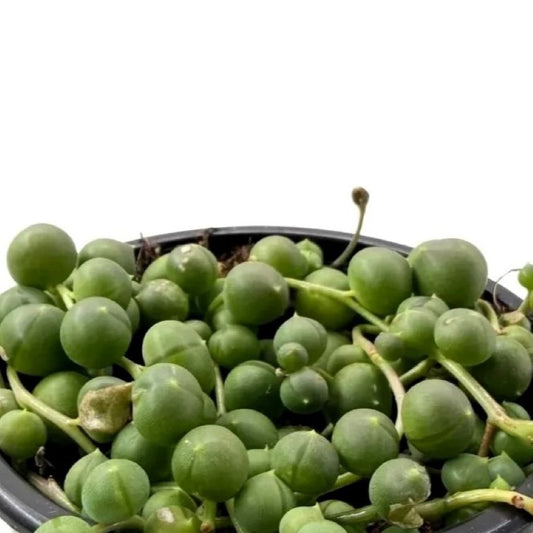 Senecio Rowleyanus Híbrido [m10,5] (collar De Perlas Gigantes); Planta Suculenta Colgante; Curiosarium; Maceta 10,5 Cm_0