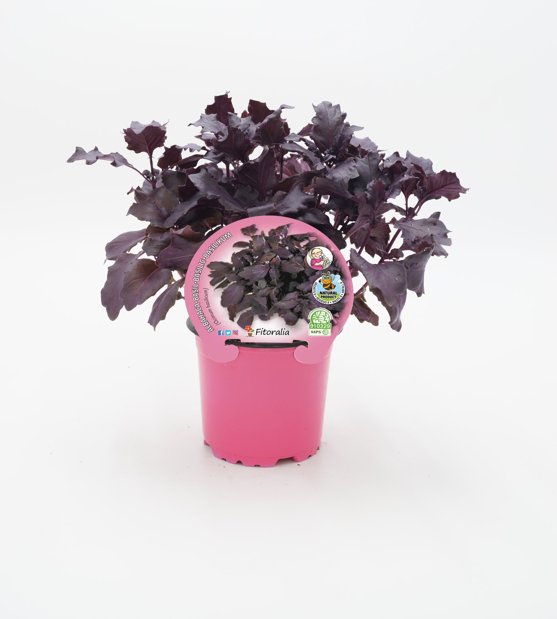 Albahaca púrpura en maceta 10,5 Cm. natural - Fitoralia