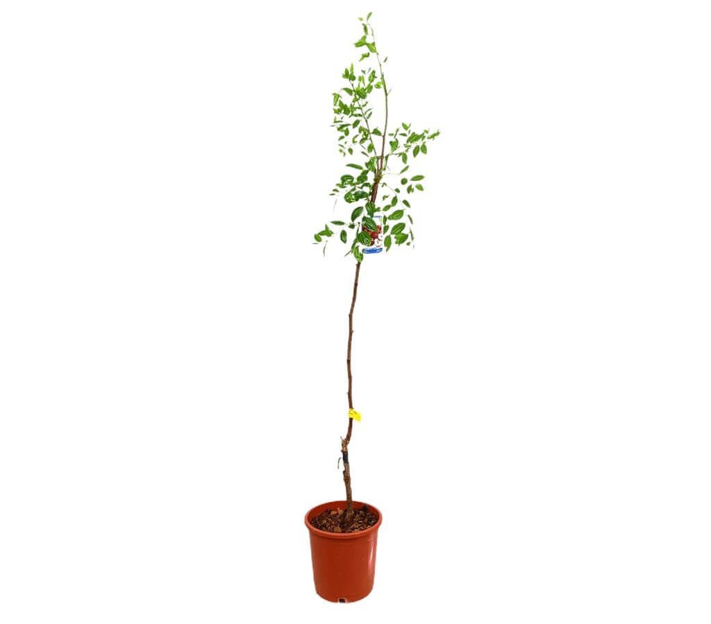 Jinjolero Injertado Gordo M25 160-180cm (azufaifo)_0
