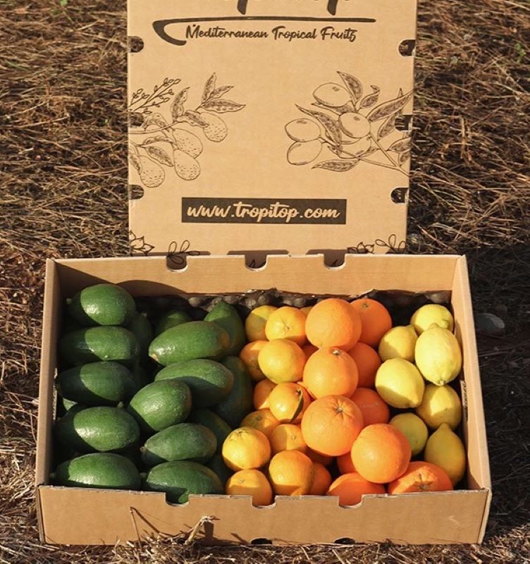Pack 9kg- Aguacate Bacon (4kg), Mandarinas (2kg), Naranjas (2kg) Y Limones (1kg)_0