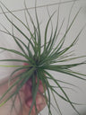 Tillandsia Floribunda Planta Clavel Del Aire