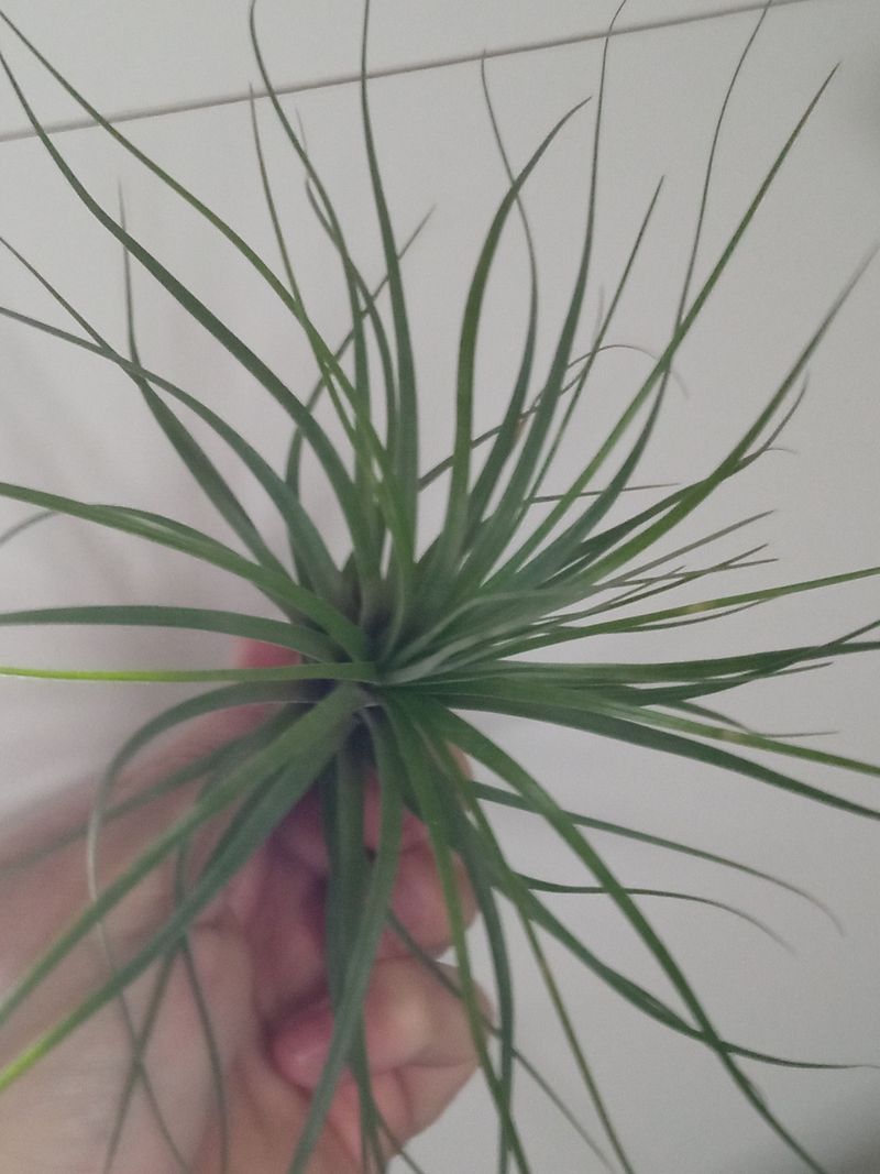 Tillandsia Floribunda Planta Clavel Del Aire