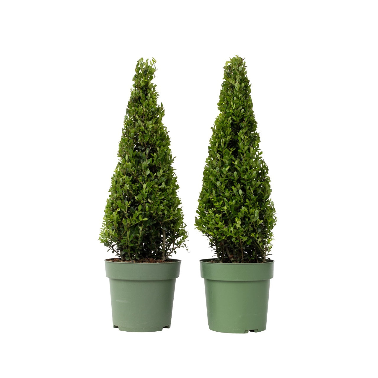 Acebo Crenata - 2 Pzs - Ilex Crenata 'jenny' - Altura 55-65cm - ⌀21cm
