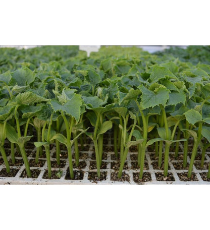 Plantón Pepino Alficoz (10 Unidades)_1