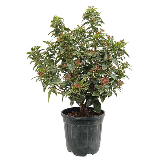 Viburnum Tinus Eve Price M22_0